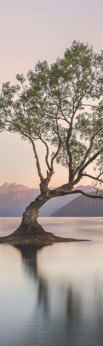 A tree growing beside a New Zealand lake